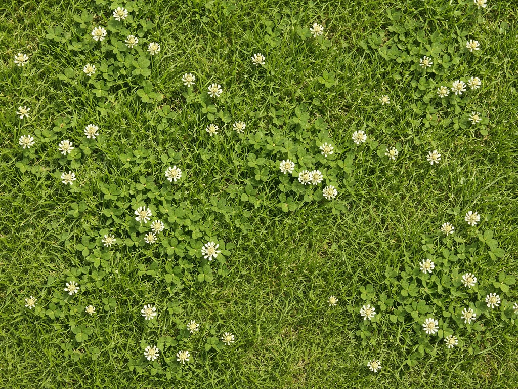 Bovenaanzicht van een Nederlands gazon met wit klaverblad tussen het gras, gras en klaver duidelijk gemengd.