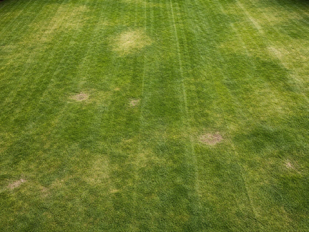 gras tekening