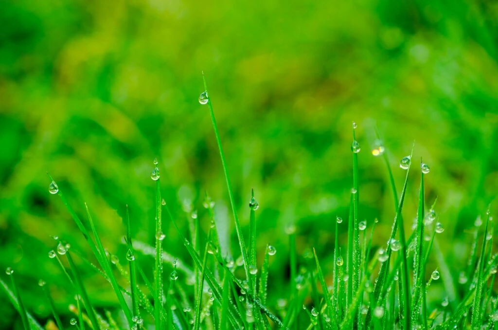 Close-up van fris groen gras met dauwdruppels
