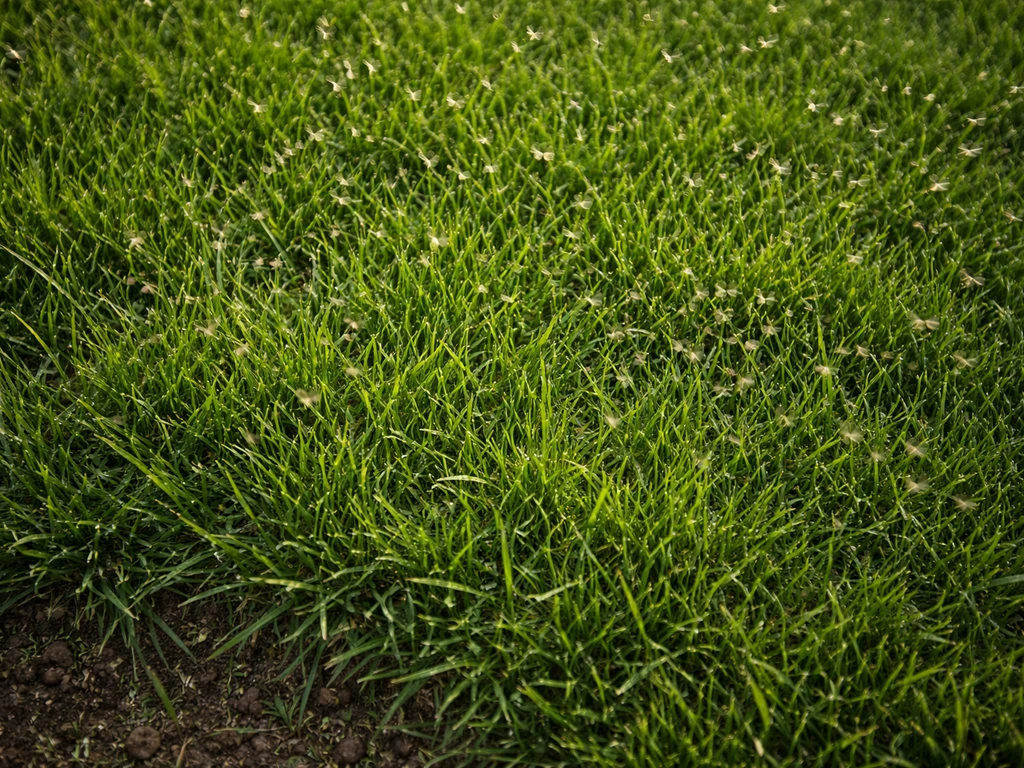 Kleine vliegjes in het gras: oorzaak en aanpak in NL