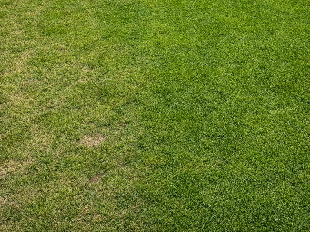 Bovenaanzicht van een Nederlands gazon met duidelijke textuurverschillen: schralere en dichter begroeide plekken.